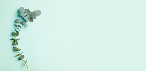 Eucalyptus branches on a blue banner background. Fresh eucalyptus leaves as a base for cosmetics based on natural oils and fragrances.