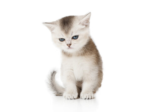 Scottish kitten with a sad face sitting on white