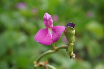 Lathyrus grandiflorus with a natural background. Also called two-flowered everlasting pea flower 