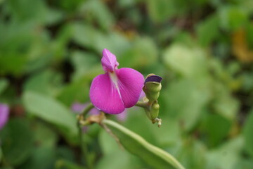 Lathyrus grandiflorus with a natural background. Also called two-flowered everlasting pea flower 