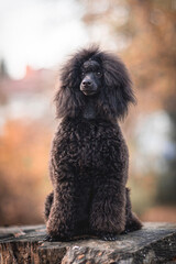 black poodle puppy portrait