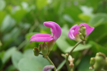 Lathyrus grandiflorus with a natural background. Also called two-flowered everlasting pea flower 