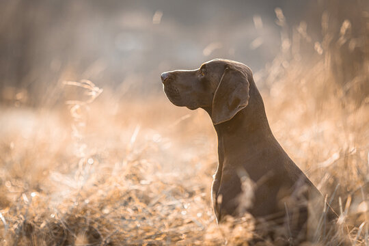 hunting dog in the grass