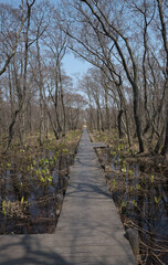 マクンベツ湿原の木道(Boardwalk in the Makunbetsu Marsh)