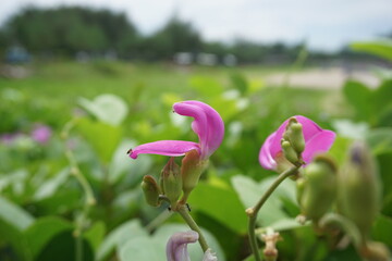 Lathyrus grandiflorus with a natural background. Also called two-flowered everlasting pea flower 
