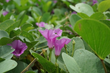 Lathyrus grandiflorus with a natural background. Also called two-flowered everlasting pea flower 