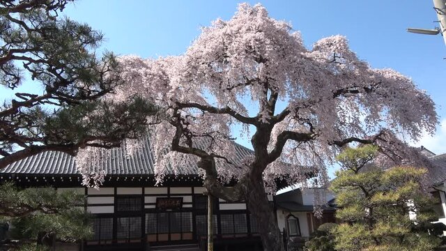 相応寺のしだれ桜（福島県・大玉村）