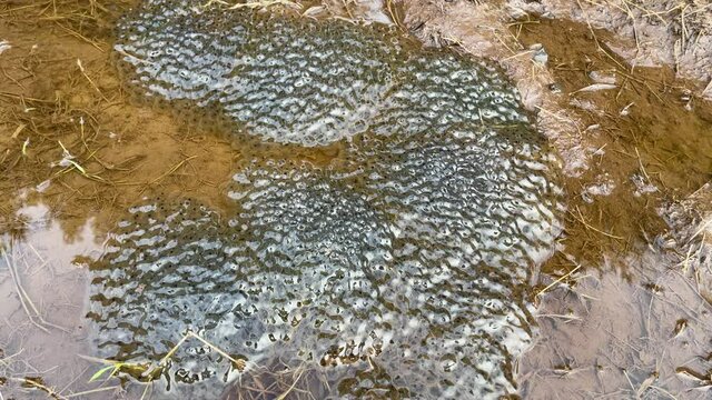 Frog Spawn in a puddle