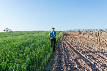 Agricultor jubilado, paseando entre un sembrado y una viña en espaldera
