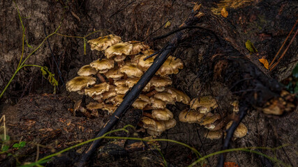 Closeup of a fungus growing on a tree trunk