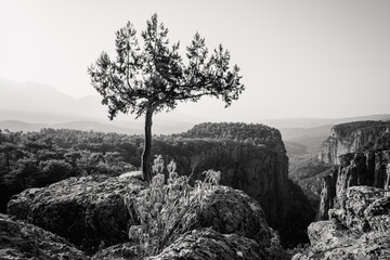 Early morning, just after sunrise. Tazi Canyon (Bilgelik Vadisi) in Manavgat, Antalya, Turkey. Greyhound Canyon, Wisdom Valley. Silhouette of a tree on a rock against a background of mountains and sky