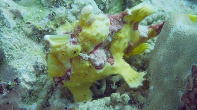 A yellow frog fish or angler fish is floating underwater. The anglerfish are fish of the teleost order Lophiiformes. They are bony fish named for its characteristic mode of predation.