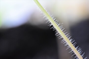 Close up of a stalk of a tomato seedling against a blurred background