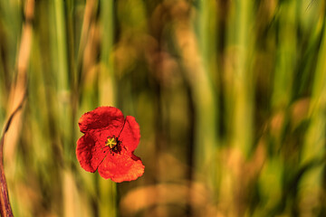 Closeup of a corn poppy in a field with blurry background