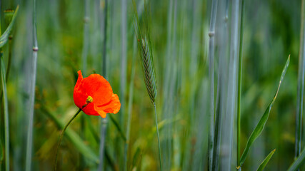 Closeup of a corn poppy in a field with blurry background