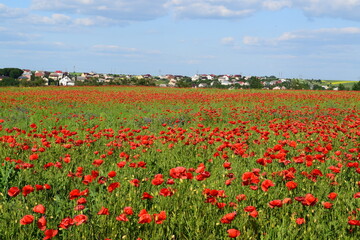 poppy field with blue sky background