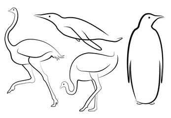 Obraz premium Set of vector non-volant birds. Penguin and ostrich in line drawings. Images in different positions - running, standing, swimming.