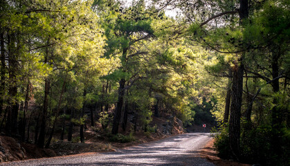 Obraz premium Koprulu Canyon National Park. A winding forest road surrounded by pine trees. Manavgat, Antalya, Turkey.