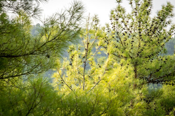 Summer lanscape in Koprulu Canyon National Park. Bright pine forest. Manavgat, Antalya, Turkey.