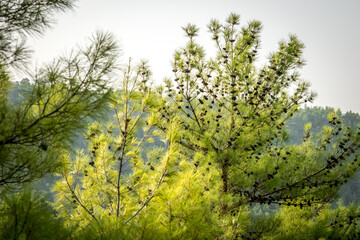 Fototapeta premium Summer lanscape in Koprulu Canyon National Park. Bright pine forest. Manavgat, Antalya, Turkey.