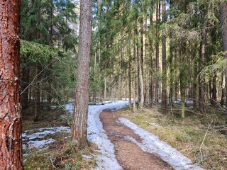 Spruce trees in the spring forest