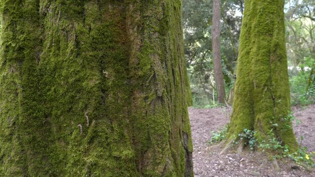 Beautiful ancient trees with green mojo on their bark