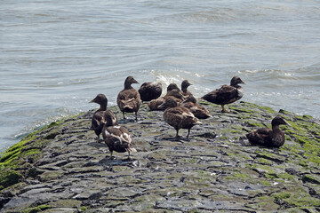 Enten am Meer