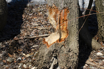 Beaver trees. 
The beaver work. Beaver is cutting a tree to build a dam. Trees  gnawed by beavers. Beaver is cutting a tree to build a dam.