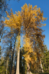 Autumn season mood. Trees with foliage around lake. Estonian countryside.