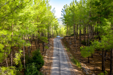 Koprulu Canyon National Park. A winding forest road stretching into the distance surrounded by pine trees. Manavgat, Antalya, Turkey.