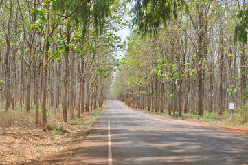 road in the forest
