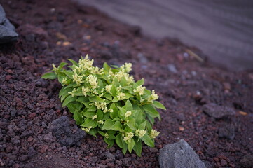 富士登山の風景、高山植物