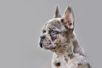 Young merle colored French Bulldog dog puppy with mottled patches in front of gray background 