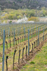Fototapeta na wymiar Landschaft im Frühjahr mit gebundenen Weinreben und blühenden Bäumen