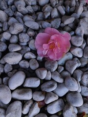 Fototapeta na wymiar Camelia rosa sobre piedras ornamentales