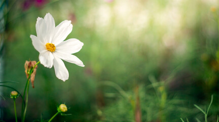 Cosmos flowers are blooming in a beautiful garden.