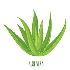 Vector Aloe Vera icon isolated on white background.