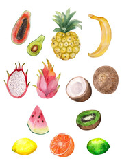 Watercolor illustration. Set of tropical bright fruits in a watercolor style. Avocado, coconut, kiwi, pitaya, lemon, lime, orange, watermelon, banana, papaya