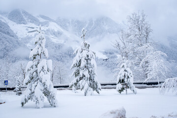 Winter landscape in Ski Resort Rosa Khutor. Trees covered with snow on a background of mountains. Krasnaya Polyana, Sochi, Russia