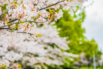 Fototapeta premium サクラサク