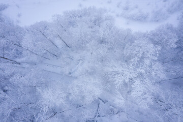Winter landscape in Ski Resort Rosa Khutor. Trees covered with snow on a background of mountains. Krasnaya Polyana, Sochi, Russia