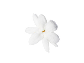 Fototapeta na wymiar Close up of white jasmine flower isolate on white background.
