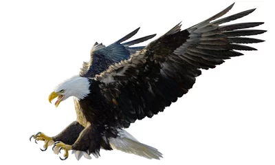 Poster Im Rahmen Bald eagle landing swoop attack hand draw and paint on white background illustration. © patthana