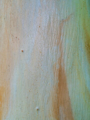 Close up Eucalyptus texture background.