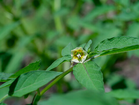 Close up Hogweed, Ground Cherry flower on tree.