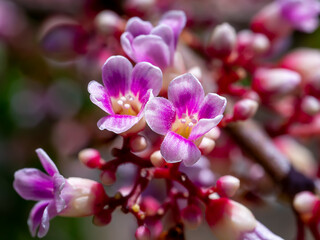 Fototapeta na wymiar Close up Carambola flower.