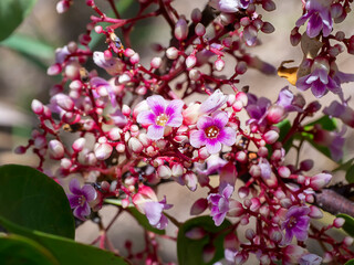Close up Carambola flower.