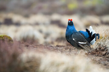 Lekking black grouse at morning on spring bog. Spring colors of morning moors with black grouse, blackcock. Lekking Male Black Grouse lek game at sunrise. Lyrurus tetrix lekking in Estonia, Saaremaa