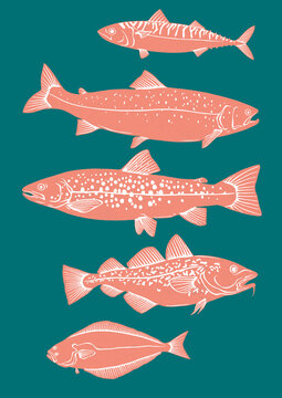 illustration of salt water fish