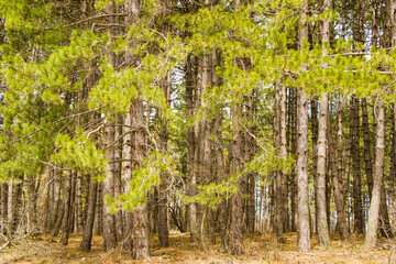 Fototapeta premium Pine forest and wild landscape and view, trees view